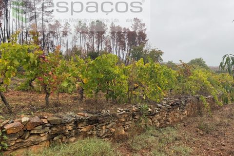 Erhvervsejendom i Paul, Castelo Branco, Paul - € 36.000 | Ref: 5895/CP - foto 15