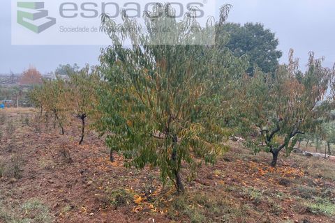 Erhvervsejendom i Paul, Castelo Branco, Paul - € 36.000 | Ref: 5895/CP - foto 16
