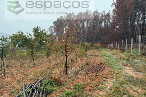 Erhvervsejendom i Paul, Castelo Branco, Paul - € 36.000 | Ref: 5895/CP - foto 22