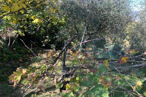 Lejlighed i Piegaro, Perugia, Piegaro - € 98.000 | Ref: p345 - foto 17