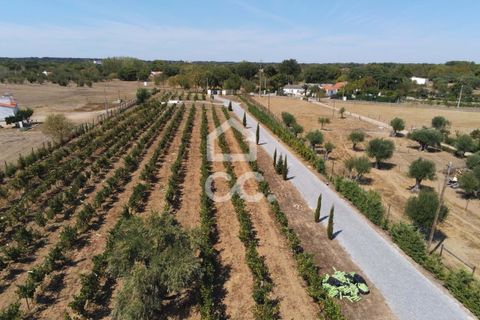 Farm hus i Evora, Evora, Evora - € 1.350.000 | Ref: 318/Q/03692 - foto 36