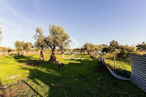 Farm hus i Evora, Evora, Evora - € 650.000 | Ref: 318/Q/03707 - foto 33