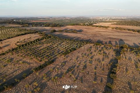 Tomt i Terrugem e Vila Boim, Portalegre, Terrugem e Vila Boim - € 61 875 | Ref: C0364-05073 - foto 8