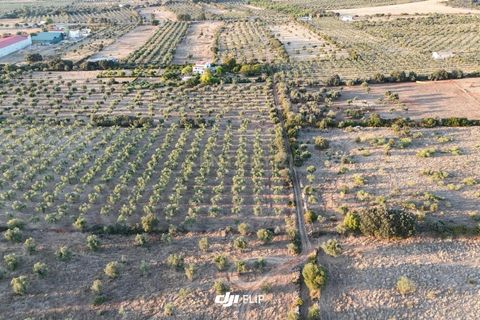 Tomt i Terrugem e Vila Boim, Portalegre, Terrugem e Vila Boim - € 50 625 | Ref: C0364-05102 - foto 7