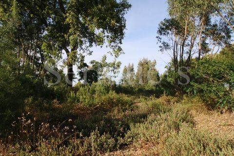 Tomt i Cartaxo, Santarem, Cartaxo - € 40 000 | Ref: SLTMSH.RE5385 - foto 12