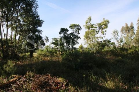 Tomt i Cartaxo, Santarem, Cartaxo - € 40 000 | Ref: SLTMSH.RE5385 - foto 13