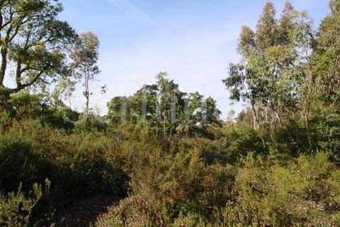 Tomt i Cartaxo, Santarem, Cartaxo - € 40 000 | Ref: SLTMSH.RE5385 - foto 14