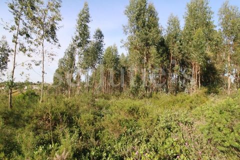 Tomt i Cartaxo, Santarem, Cartaxo - € 40 000 | Ref: SLTMSH.RE5385 - foto 16