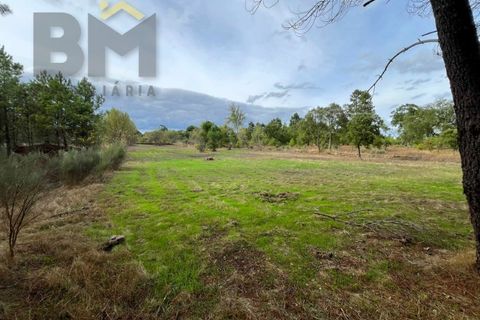 Farm i Castelo Branco, Castelo Branco, Castelo Branco - € 18.695 | Ref: 4961 - foto 9