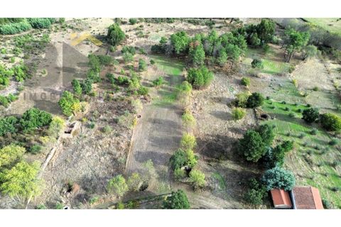 Farm i Castelo Branco, Castelo Branco, Castelo Branco - € 18.695 | Ref: 4961 - foto 10