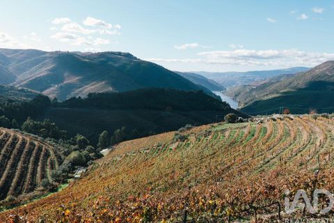 Farm i Armamar, Viseu, Armamar - € 15.000.000 | Ref: 130045 - foto 20