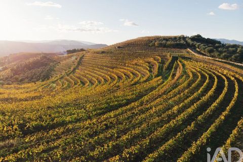 Farm i Armamar, Viseu, Armamar - € 15.000.000 | Ref: 130045 - foto 21