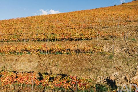 Farm i Armamar, Viseu, Armamar - € 15.000.000 | Ref: 130045 - foto 23