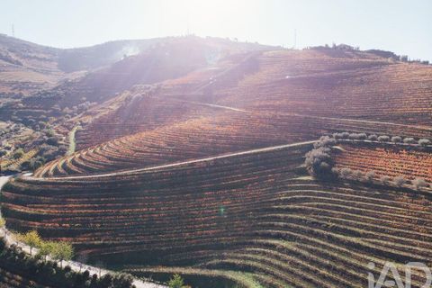 Farm i Armamar, Viseu, Armamar - € 15.000.000 | Ref: 130045 - foto 24