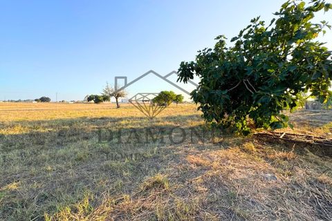 Helårsgrund i Alpiarca, Santarem, Alpiarca - € 75.000 | Ref: DHTU-0044/25 - foto 10