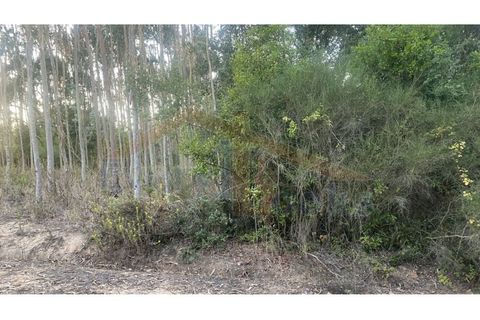 Helårsgrund i Obidos, Leiria, Obidos - € 29.500 | Ref: EL2025544 - foto 7