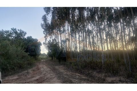 Helårsgrund i Obidos, Leiria, Obidos - € 29.500 | Ref: EL2025544 - foto 12