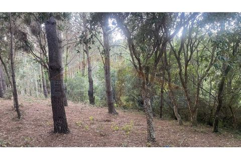 Helårsgrund i Obidos, Leiria, Obidos - € 29.500 | Ref: EL2025544 - foto 16