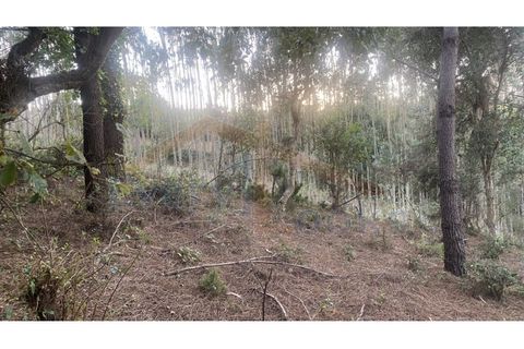 Helårsgrund i Obidos, Leiria, Obidos - € 29.500 | Ref: EL2025544 - foto 17