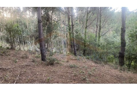Helårsgrund i Obidos, Leiria, Obidos - € 29.500 | Ref: EL2025544 - foto 19