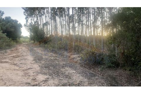 Helårsgrund i Obidos, Leiria, Obidos - € 29.500 | Ref: EL2025544 - foto 25