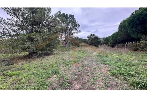 Helårsgrund i Santo Onofre e Serra do Bouro, Leiria, Santo Onofre e Serra do Bouro - € 180.000 | Ref: EL2025554 - foto 8