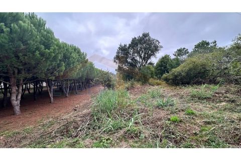 Helårsgrund i Santo Onofre e Serra do Bouro, Leiria, Santo Onofre e Serra do Bouro - € 180.000 | Ref: EL2025554 - foto 14
