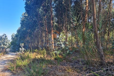Helårsgrund i A dos Cunhados e Maceira, Lisbon, A dos Cunhados e Maceira - € 52.000 | Ref: MTL3253 - foto 2