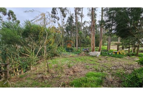 Helårsgrund i A dos Cunhados e Maceira, Lisbon, A dos Cunhados e Maceira - € 65.000 | Ref: MTL3182 - foto 5