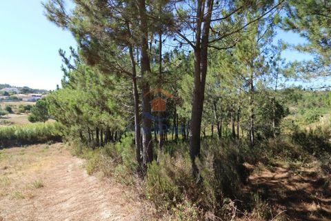 Helårsgrund i Matacaes, Lisbon, Matacaes - € 28.000 | Ref: MTL3112 - foto 1