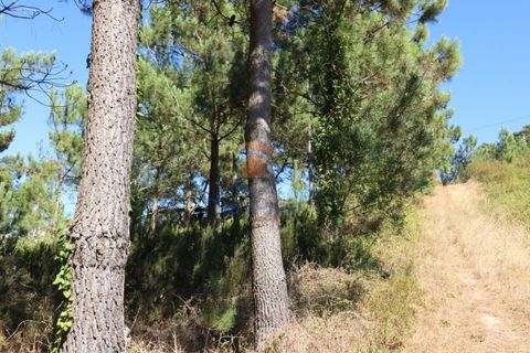 Helårsgrund i Matacaes, Lisbon, Matacaes - € 28.000 | Ref: MTL3112 - foto 4