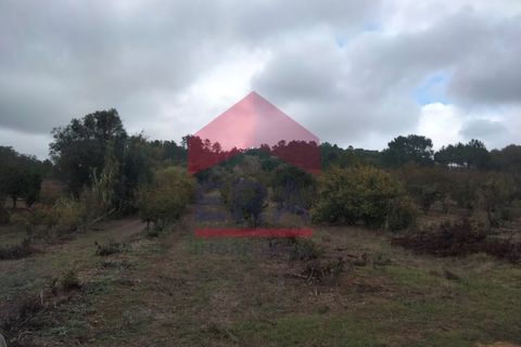 Villa i Bombarral, Leiria, Bombarral - € 550.000 | Ref: 130250261 - foto 11