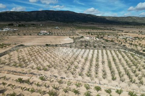 Terra a Pinoso, Alicante, Pinoso - € 49.500 | Ref: IZIZ-534-1-EXIZ - foto 4