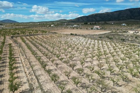 Terra a Pinoso, Alicante, Pinoso - € 49.500 | Ref: IZIZ-534-1-EXIZ - foto 7
