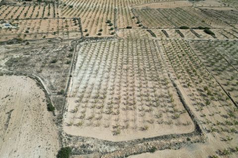 Terra a Pinoso, Alicante, Pinoso - € 49.500 | Ref: IZIZ-534-1-EXIZ - foto 15