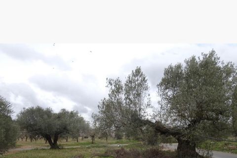 Finca i Mora La Nova, Tarragona, Mora La Nova - € 35.000 | Ref: Mln - foto 6
