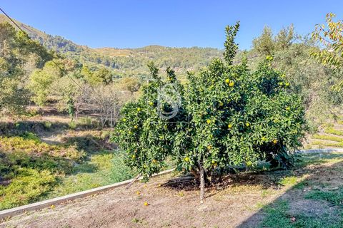 Landejendom i Baiao, Porto, Baiao - € 495.000 | Ref: 20251127DR/12937 - foto 22