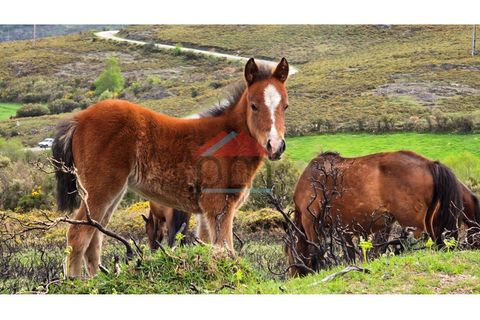 Helårsgrund i Moncao, Viana do Castelo, Moncao - € 93.000 | Ref: TU582 - foto 29