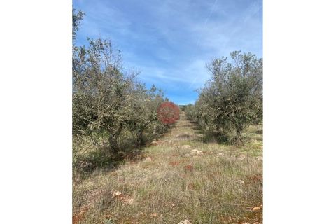 Helårsgrund i Sousel, Portalegre, Sousel - € 130.000 | Ref: T875-MV15-11SOU - foto 2