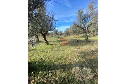 Helårsgrund i Sousel, Portalegre, Sousel - € 130.000 | Ref: T875-MV15-11SOU - foto 3