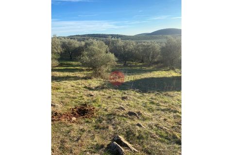 Helårsgrund i Sousel, Portalegre, Sousel - € 130.000 | Ref: T875-MV15-11SOU - foto 4