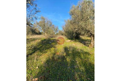 Helårsgrund i Sousel, Portalegre, Sousel - € 130.000 | Ref: T875-MV15-11SOU - foto 5