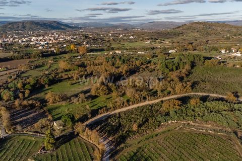 Terra a Belmonte, Castelo Branco, Belmonte - € 25.000 | Ref: 111250214 - foto 3