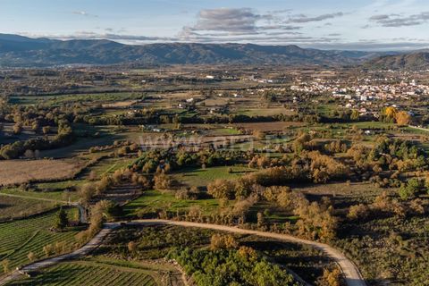 Terra a Belmonte, Castelo Branco, Belmonte - € 25.000 | Ref: 111250214 - foto 4