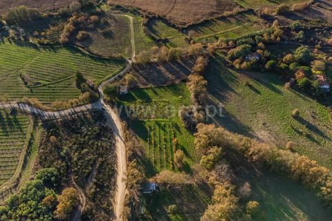 Terra a Belmonte, Castelo Branco, Belmonte - € 25.000 | Ref: 111250214 - foto 6