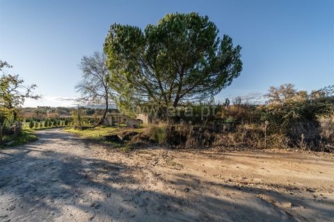 Terra a Belmonte, Castelo Branco, Belmonte - € 25.000 | Ref: 111250214 - foto 11