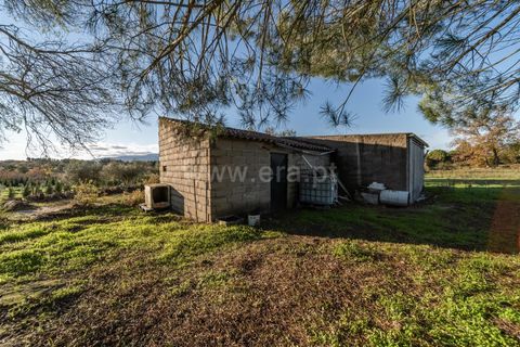 Terra a Belmonte, Castelo Branco, Belmonte - € 25.000 | Ref: 111250214 - foto 13