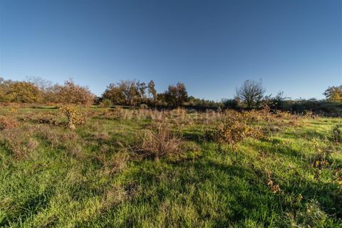 Terra a Belmonte, Castelo Branco, Belmonte - € 25.000 | Ref: 111250214 - foto 16
