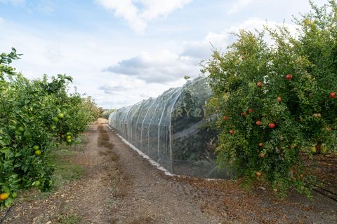 Farm hus i Moura, Beja, Moura - € 670.000 | Ref: C0185-03214 - foto 32