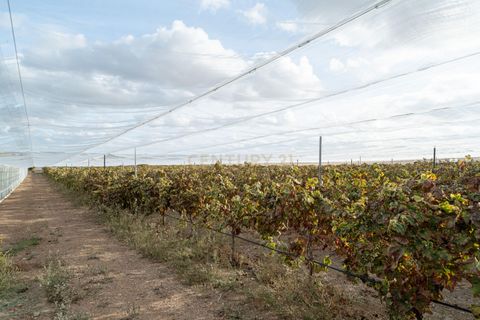 Farm hus i Moura, Beja, Moura - € 670.000 | Ref: C0185-03214 - foto 31